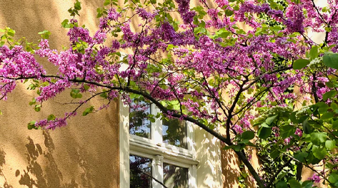 Spring tree blooming